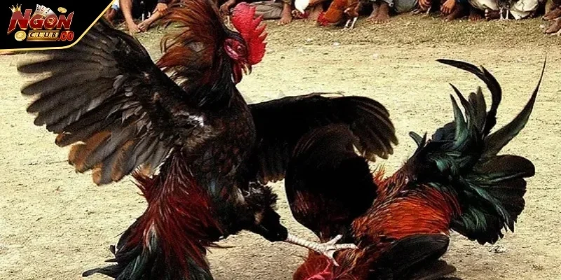 Mẹo tăng trải nghiệm đá gà trực tiếp